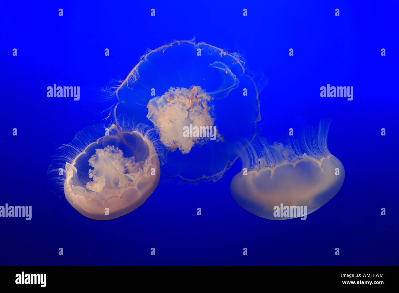 Luna Jelly, Monterey, California, Nord America, Stati Uniti, (Aurelia labiata) Foto Stock