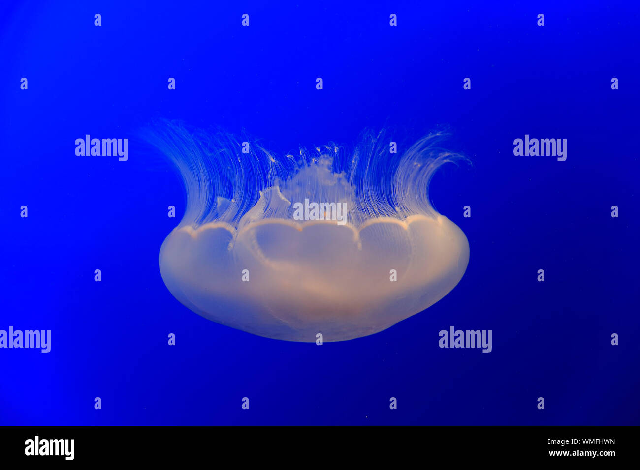 Luna Jelly, Monterey, California, Nord America, Stati Uniti, (Aurelia labiata) Foto Stock