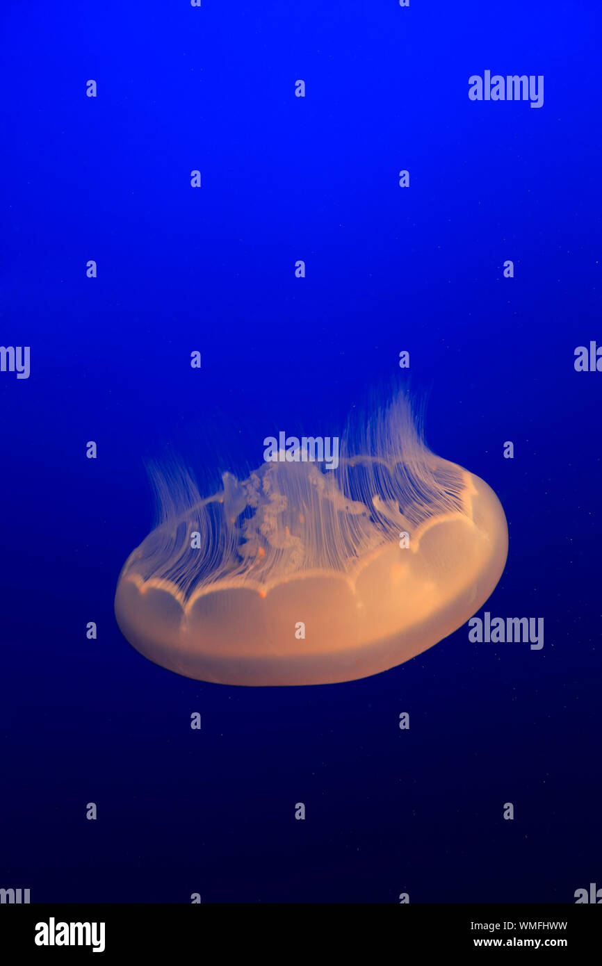 Luna Jelly, Monterey, California, Nord America, Stati Uniti, (Aurelia labiata) Foto Stock