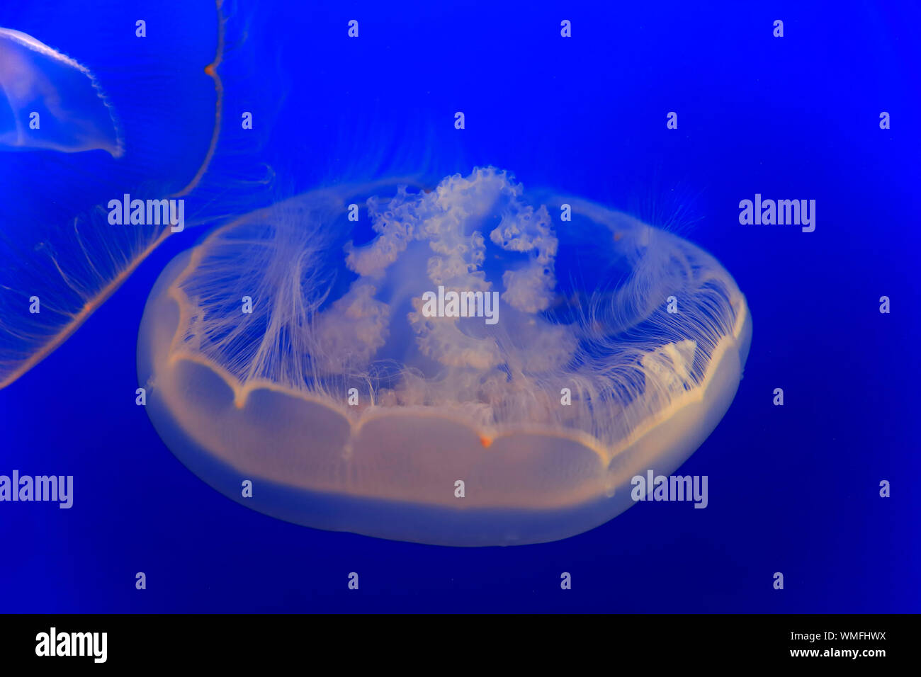Luna Jelly, Monterey, California, Nord America, Stati Uniti, (Aurelia labiata) Foto Stock
