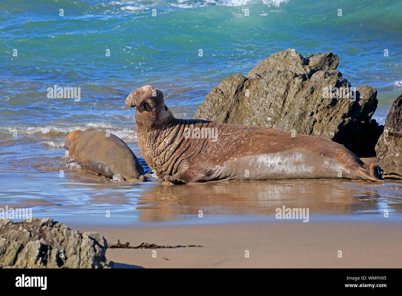 Northern guarnizione di elefante, adulto giovane, PIEDRAS BLANCAS Rookery, San Simeone, San Luis Obispo County, California, USA (Mirounga angustirostris) Foto Stock