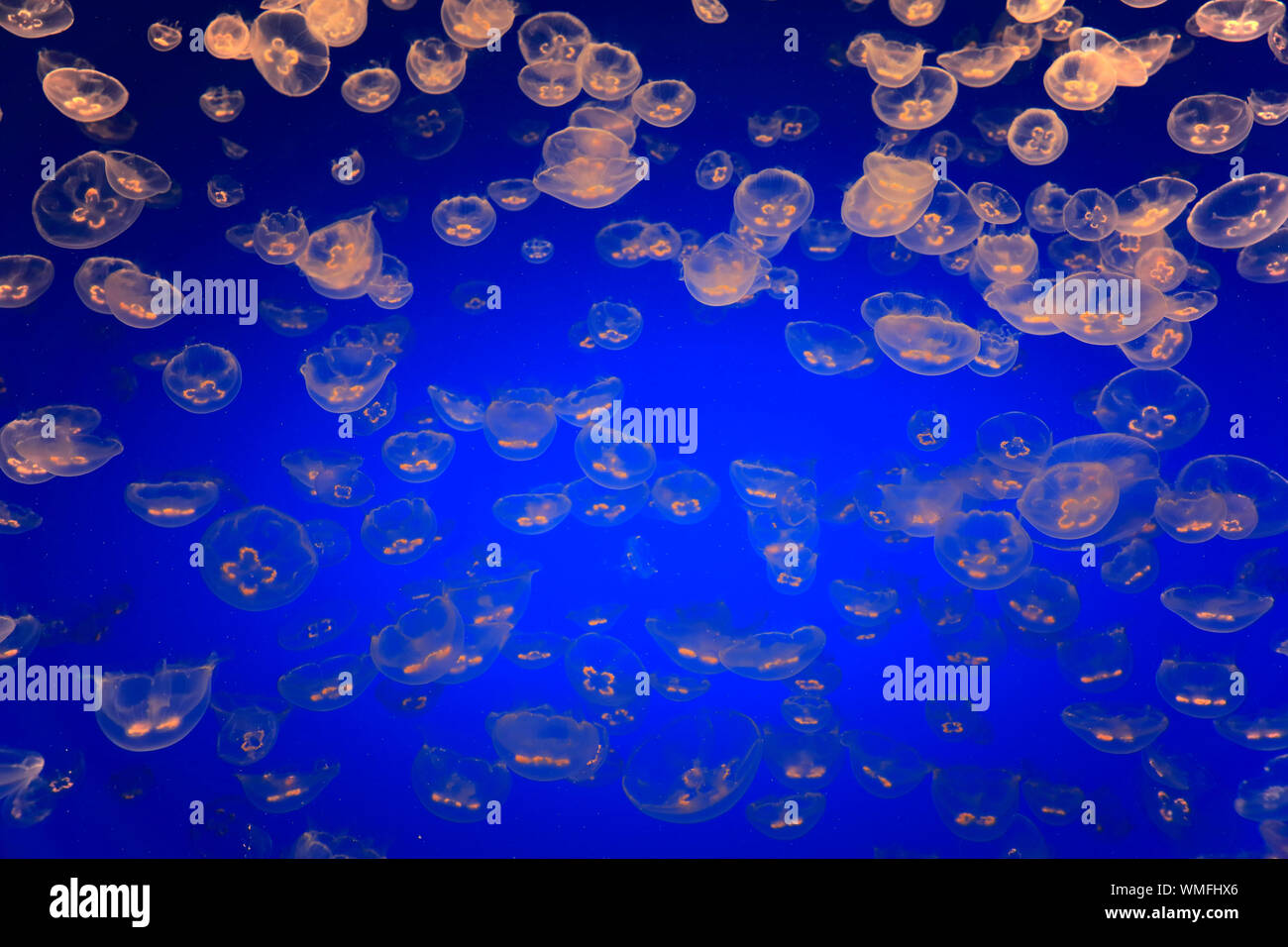 Luna gelatine, Monterey, California, Nord America, Stati Uniti, (Aurelia labiata) Foto Stock