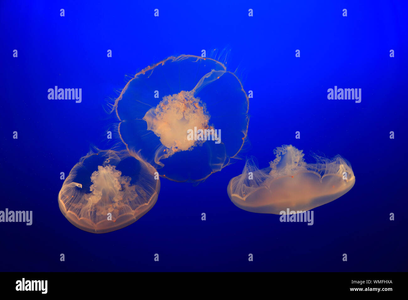 Luna Jelly, Monterey, California, Nord America, Stati Uniti, (Aurelia labiata) Foto Stock