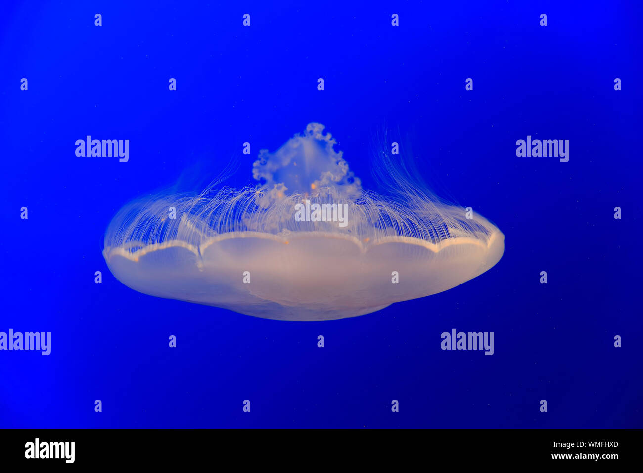 Luna Jelly, Monterey, California, Nord America, Stati Uniti, (Aurelia labiata) Foto Stock