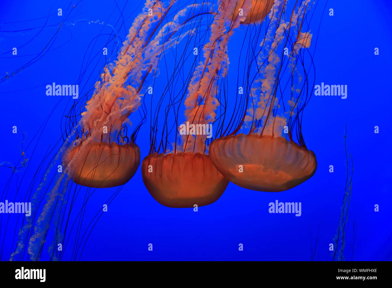 Mare ortica, Monterey, California, Nord America, Stati Uniti, (Chrysaora fuscescens) Foto Stock