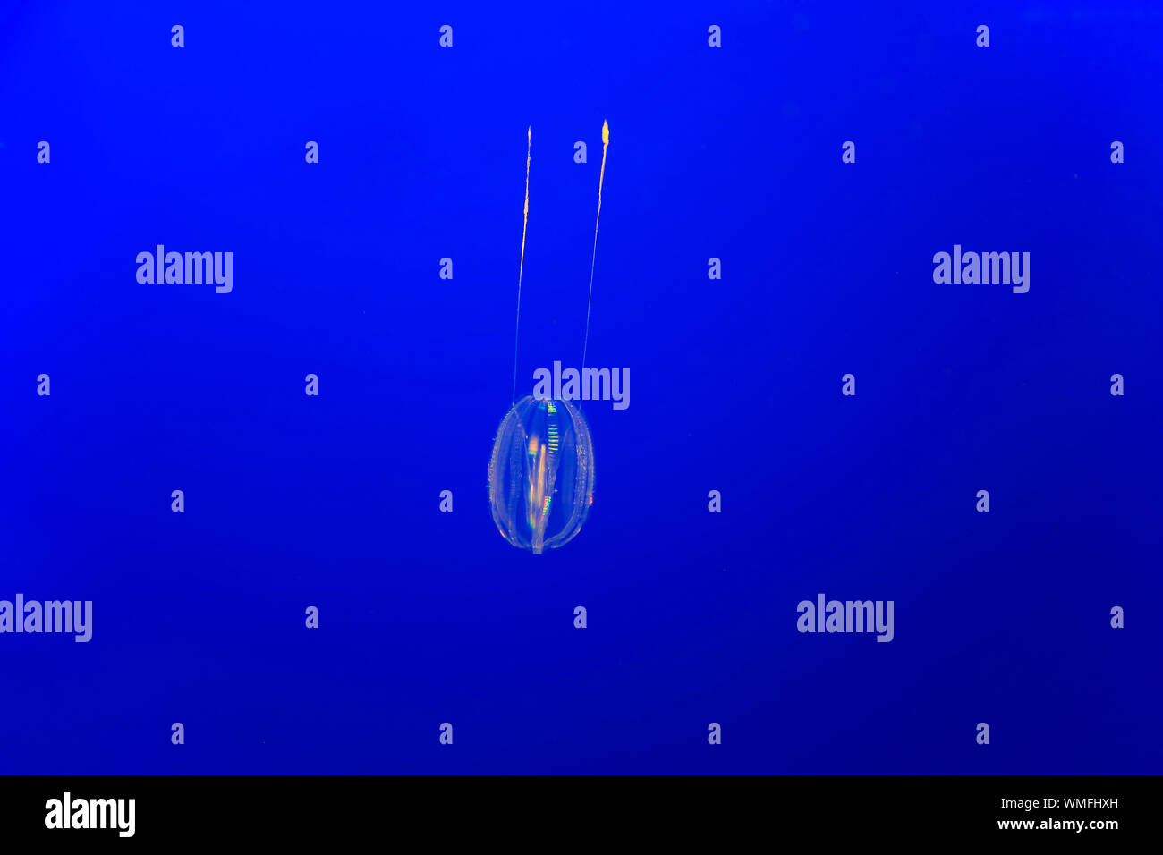 Mare uva spina, Monterey, California, Nord America, Stati Uniti, (Pleurobrachia bachei) Foto Stock