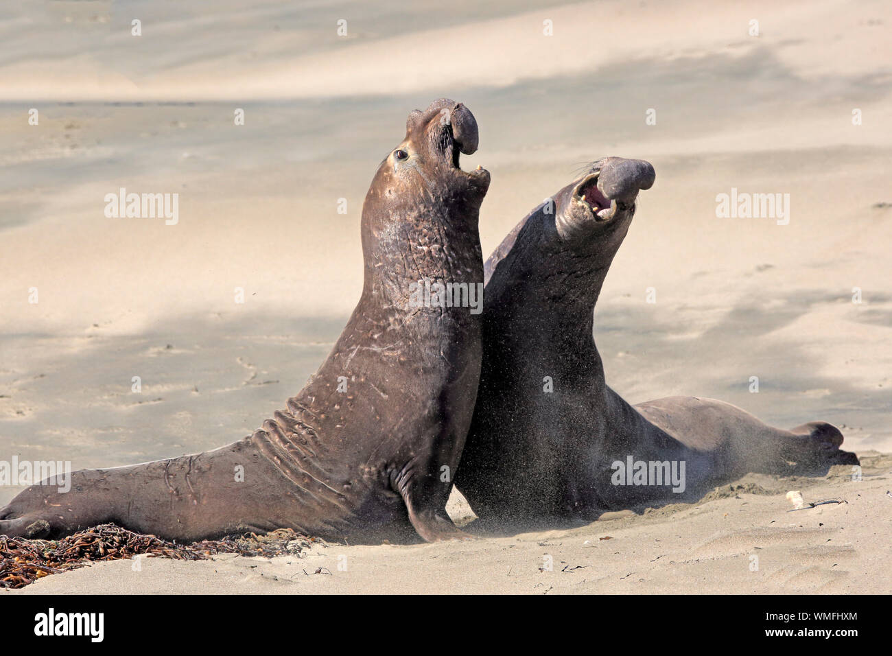 Northern guarnizione di elefante, i maschi adulti, PIEDRAS BLANCAS Rookery, San Simeone, San Luis Obispo County, California, USA (Mirounga angustirostris) Foto Stock