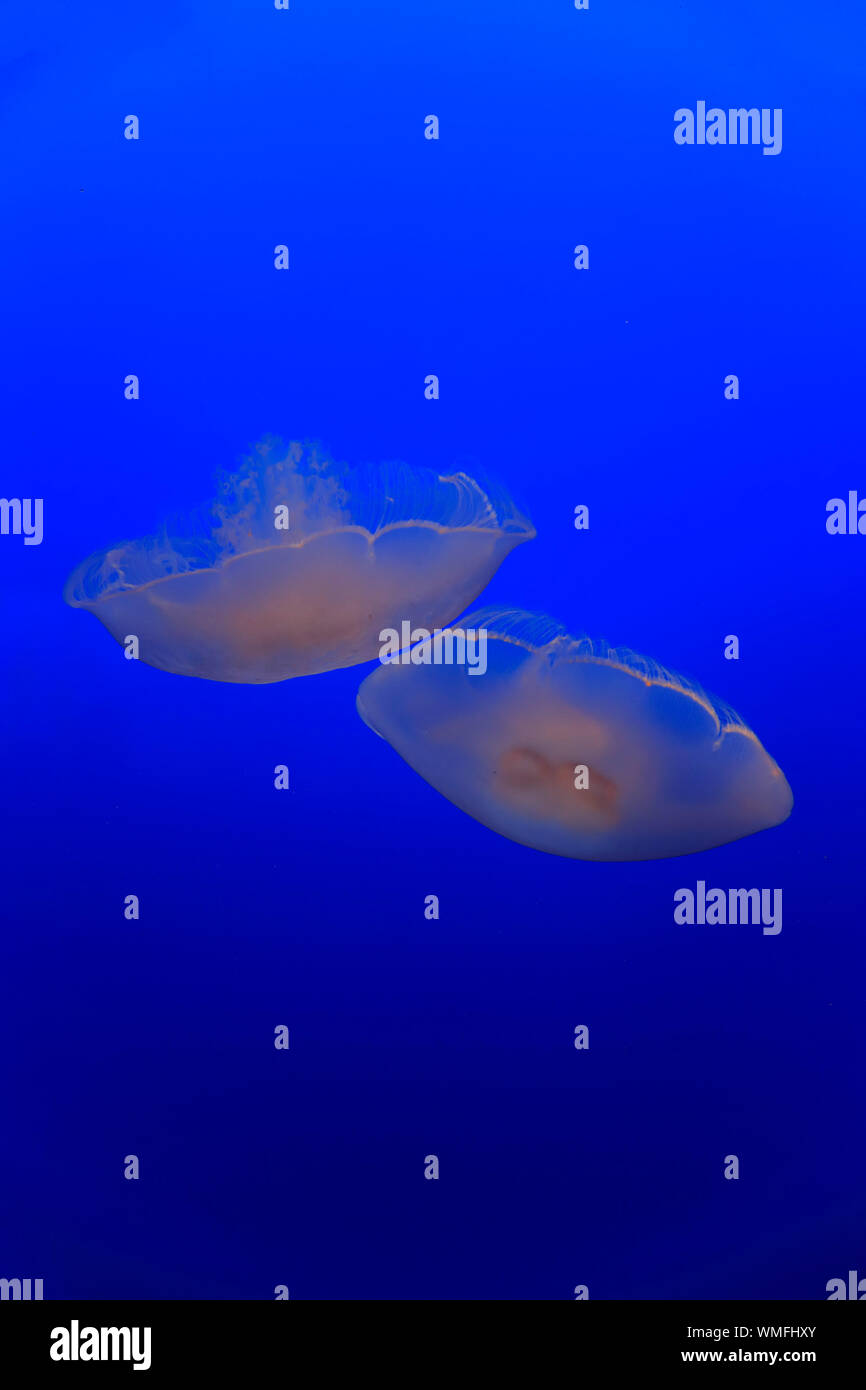 Luna gelatine, Monterey, California, Nord America, Stati Uniti, (Aurelia labiata) Foto Stock