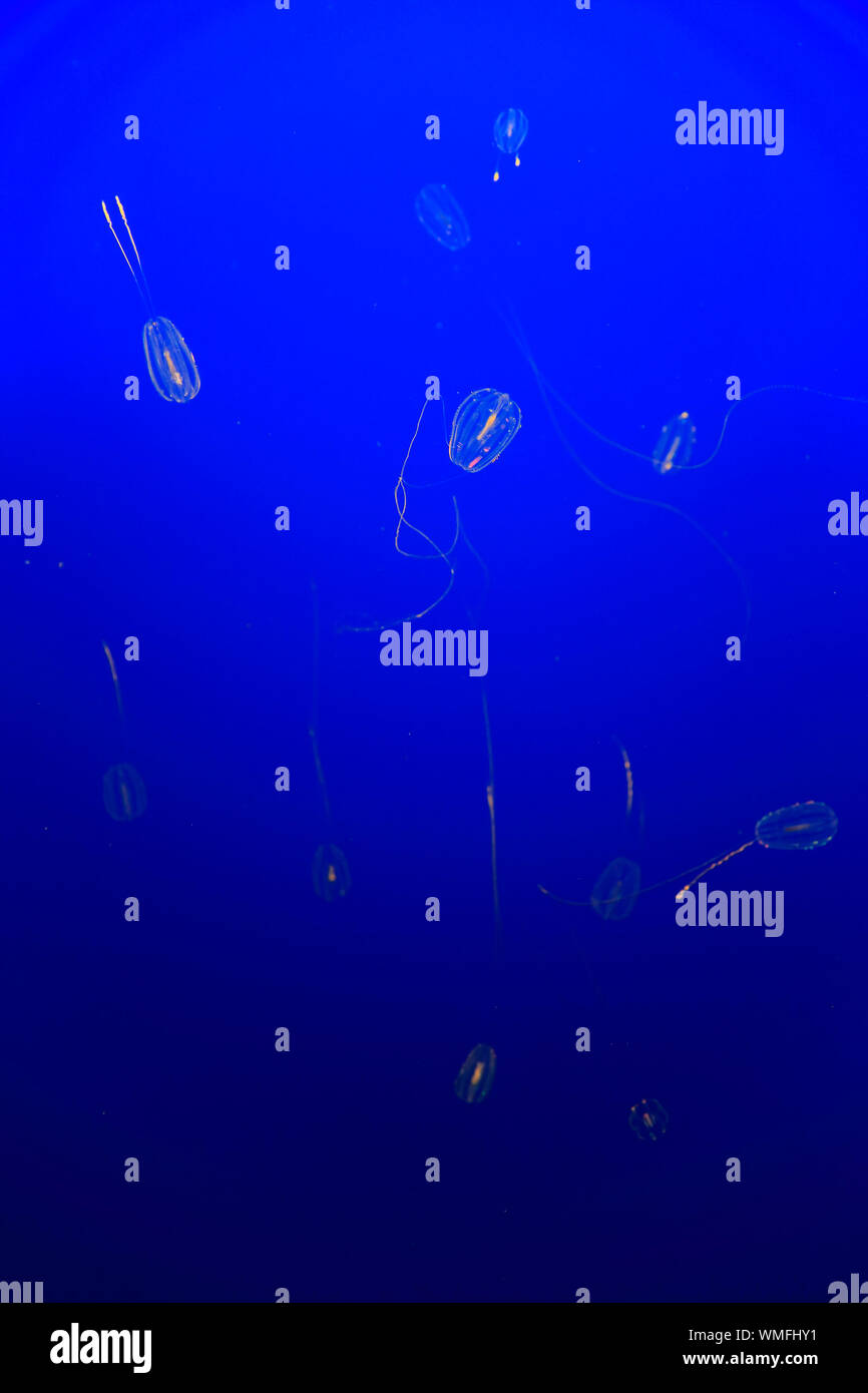 Mare uva spina, Monterey, California, Nord America, Stati Uniti, (Pleurobrachia bachei) Foto Stock