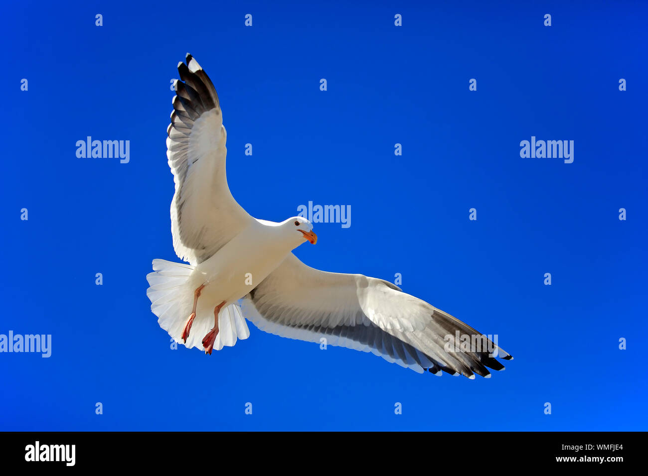 Gabbiano occidentale, adulti battenti, Monterey, California, Nord America, Stati Uniti, (Larus occidentalis) Foto Stock