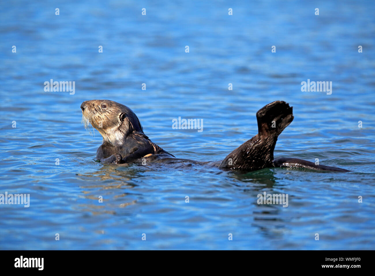 Sea Otter, adulto, Elkhorn Slough, Monterey, California, Nord America, Stati Uniti, (Enhydra lutris) Foto Stock