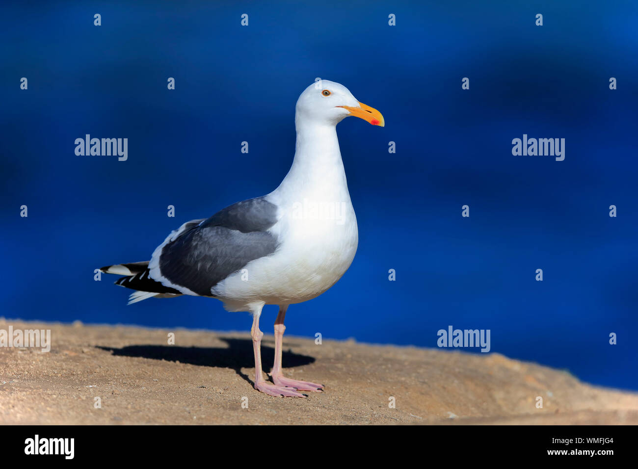 Gabbiano occidentale, adulto, Monterey, California, Nord America, Stati Uniti, (Larus occidentalis) Foto Stock