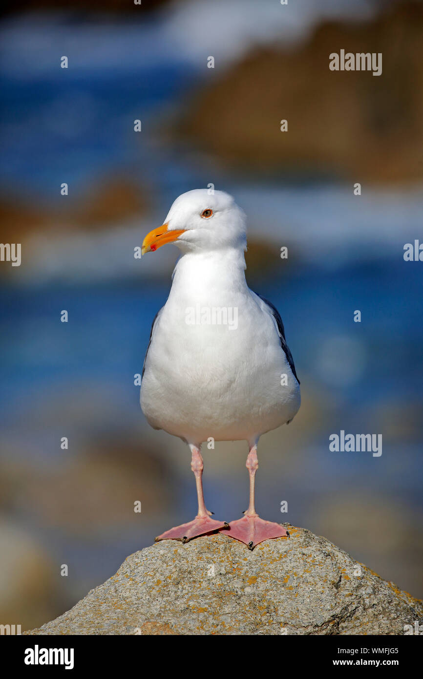 Gabbiano occidentale, adulto, Monterey, California, Nord America, Stati Uniti, (Larus occidentalis) Foto Stock