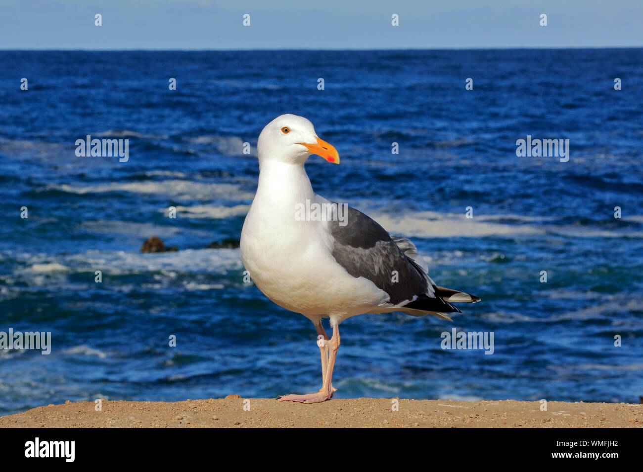 Gabbiano occidentale, adulto, Monterey, California, Nord America, Stati Uniti, (Larus occidentalis) Foto Stock