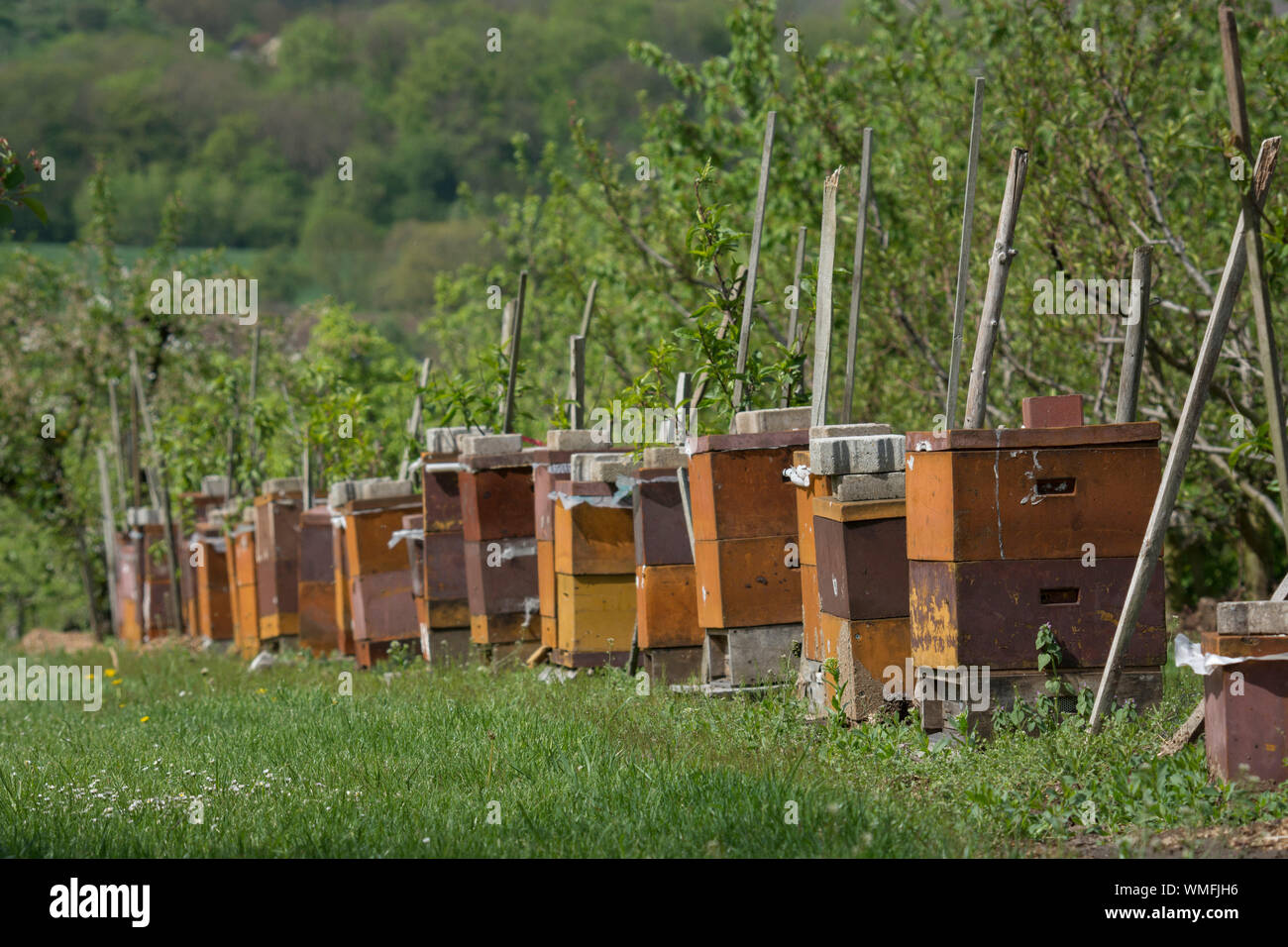 Alveari nel frutteto, pfedelbach, hohenlohe REGIONE DEL BADEN-WUERTTEMBERG, Heilbronn-Franconia, Germania Foto Stock