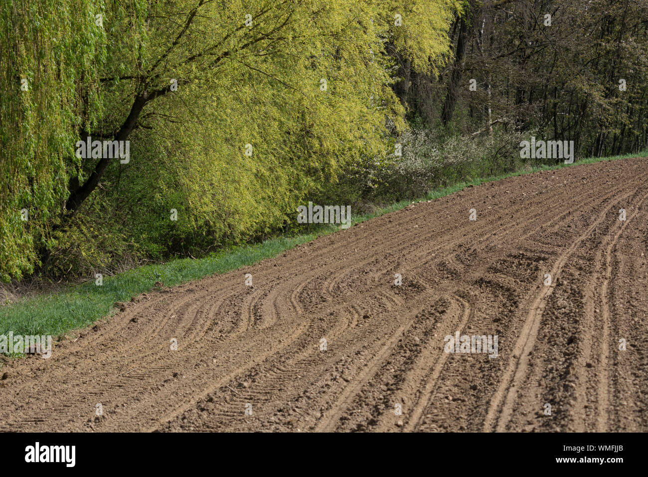 Campo accanto a Willow Tree, il Catinaccio, schwaebisch hall, kocher river, hohenlohe REGIONE DEL BADEN-WUERTTEMBERG, Heilbronn-Franconia, Germania Foto Stock