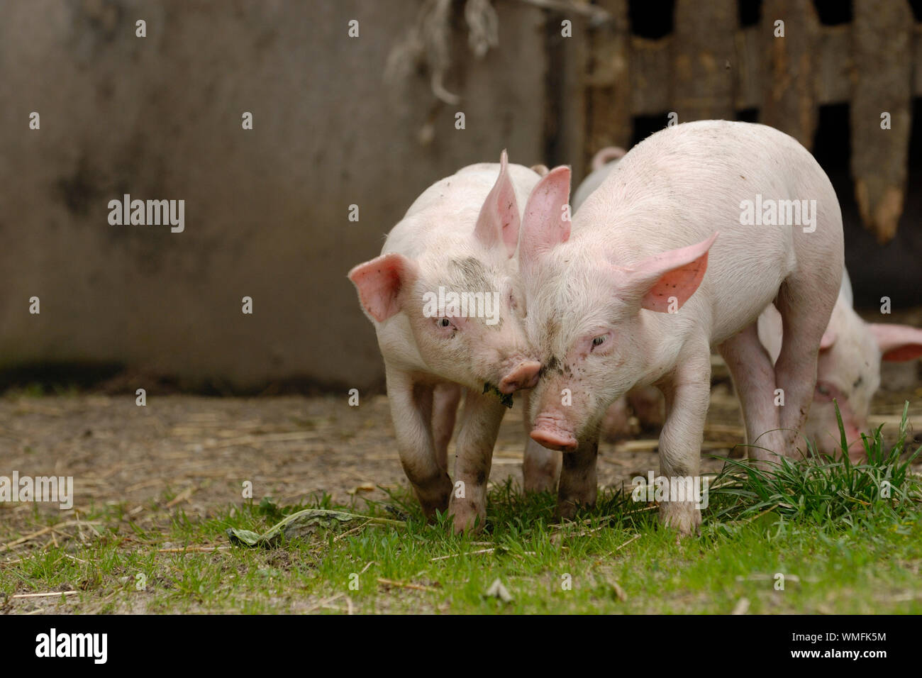 Suini domestici, due porcellini giocando con ciascun altro Foto Stock