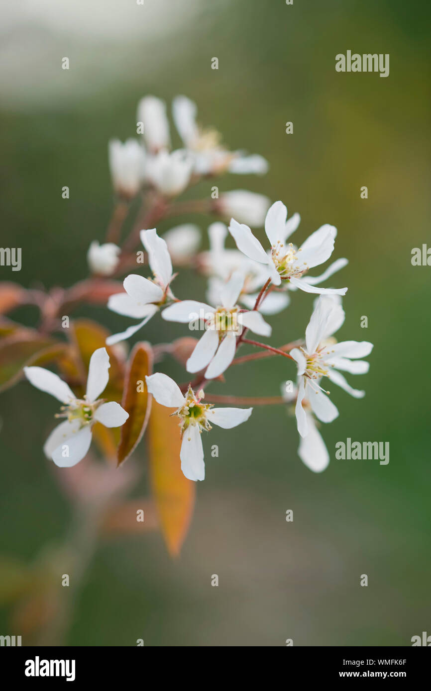 Shadbush, Renania settentrionale-Vestfalia, Europa (Amelanchier) Foto Stock