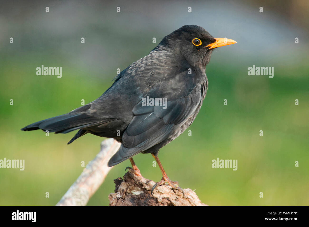Merlo comune, maschio, (Turdus merula) Foto Stock