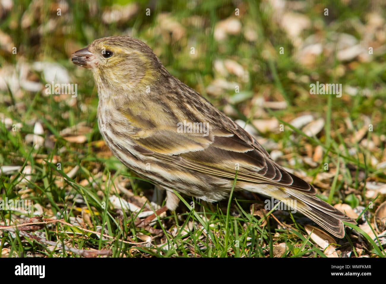 Il verzellino europeo, femmina, (Serinus serinus) Foto Stock