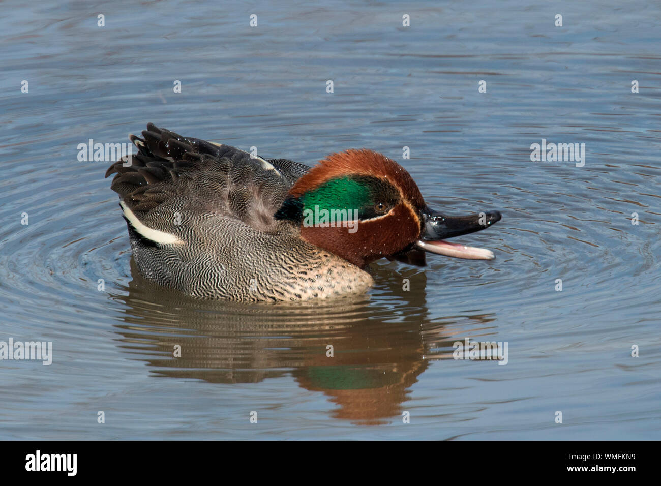 Eurasian teal, Echinger Stausee, in Baviera, Germania (Anas crecca) Foto Stock