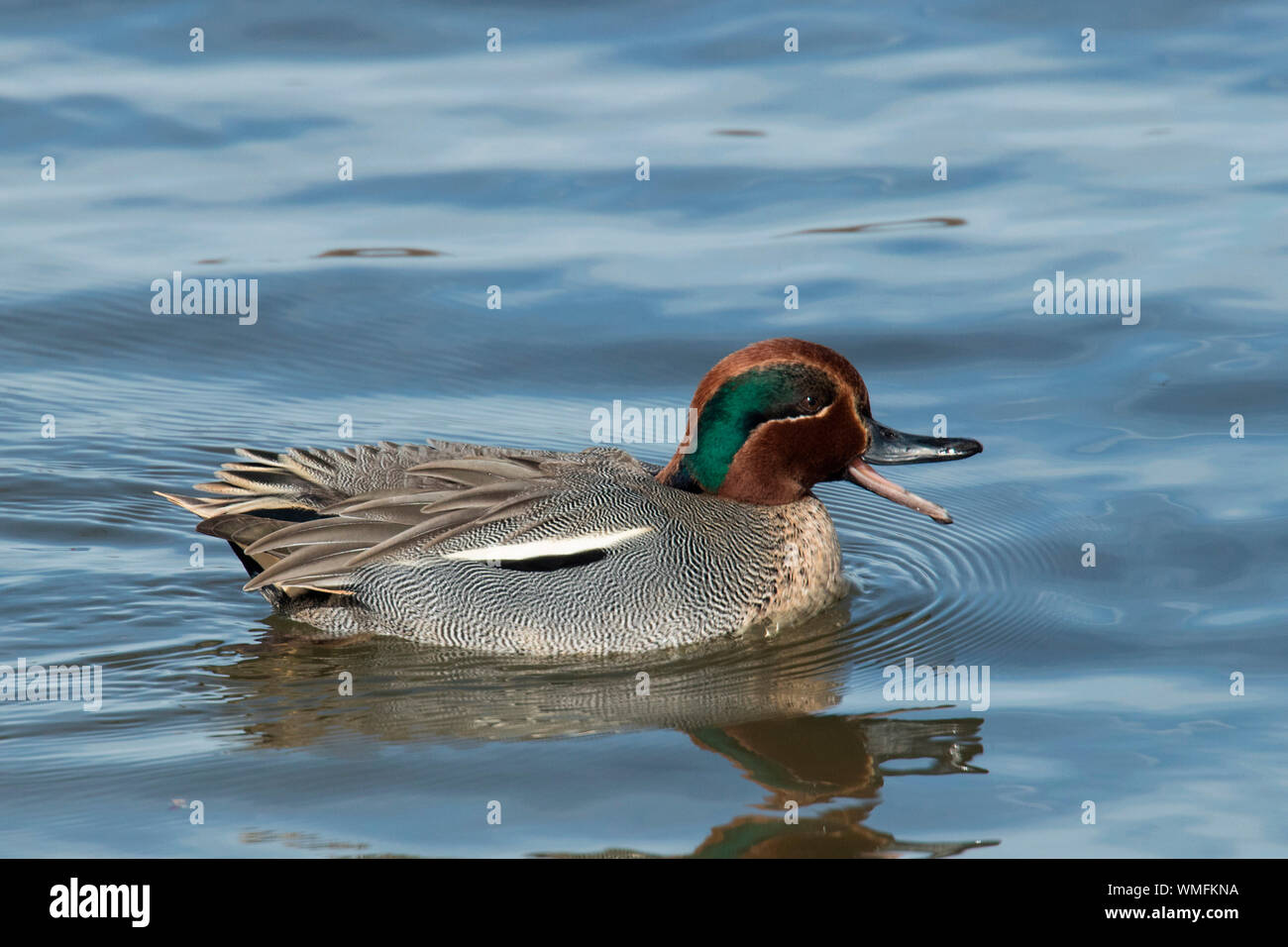 Eurasian teal, Echinger Stausee, in Baviera, Germania (Anas crecca) Foto Stock