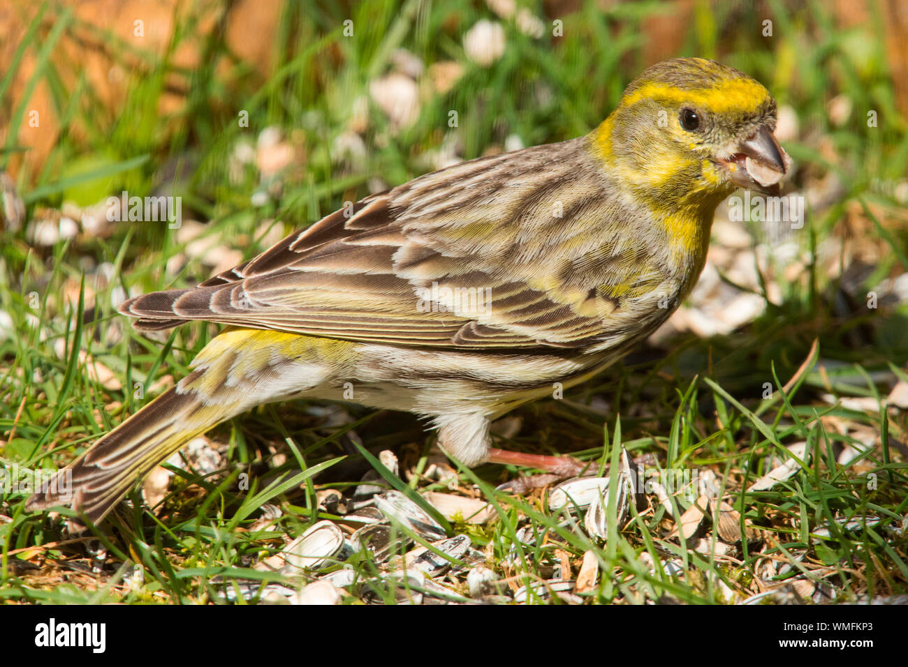 Il verzellino europeo, maschio, (Serinus serinus) Foto Stock