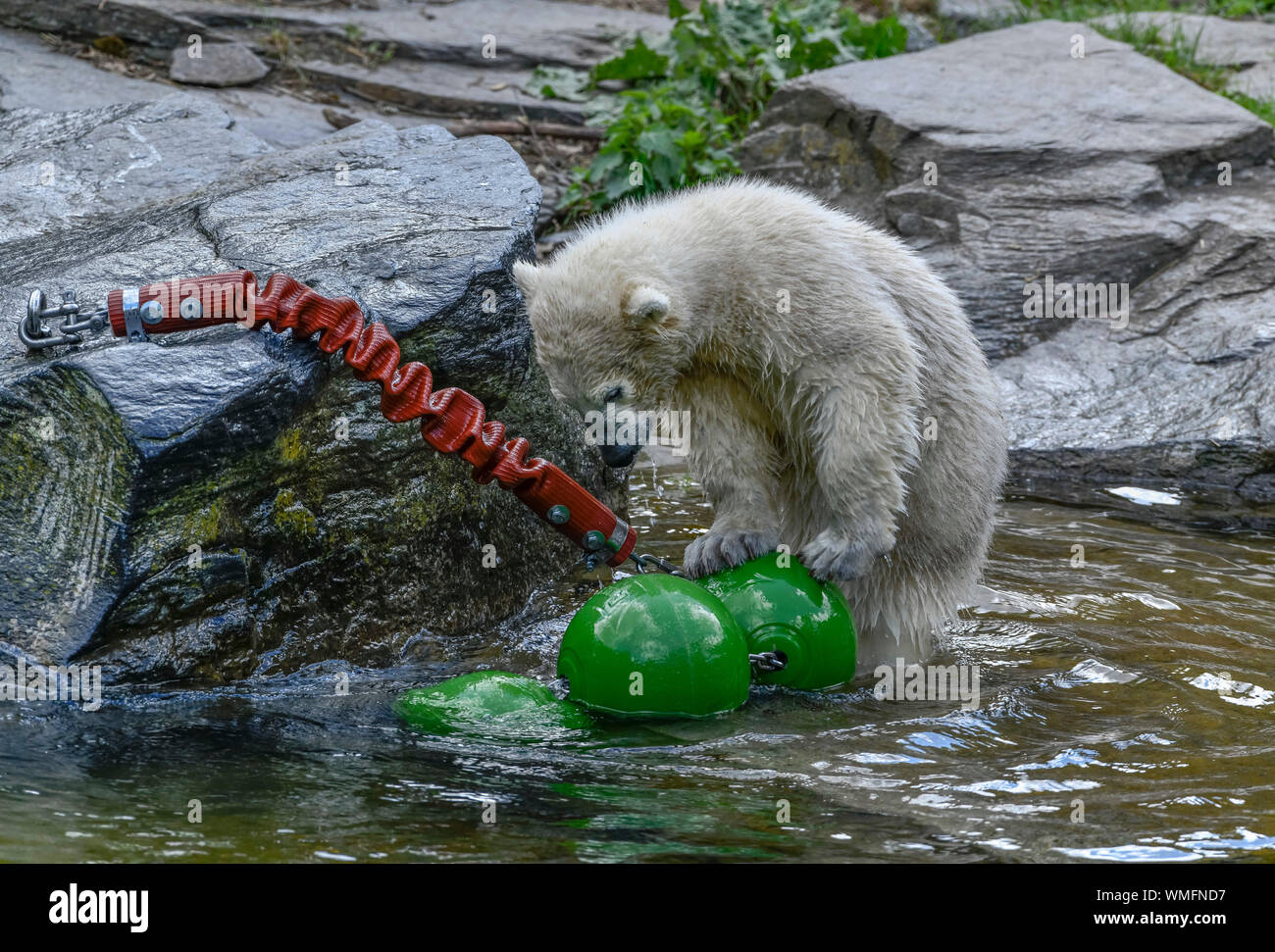 Eisbaerenkind Hertha, Eisbaerenanlage, Tierpark, Friedrichsfelde, Lichtenberg di Berlino, Deutschland Foto Stock