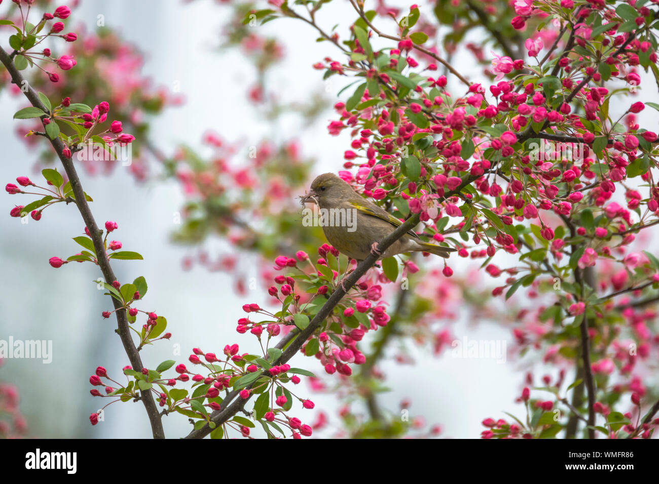 Unione verdone, (Carduelis chloris), materiale di nidificazione, Warnemunde, Meclenburgo-Pomerania Occidentale, Germania, Warnemünde Foto Stock