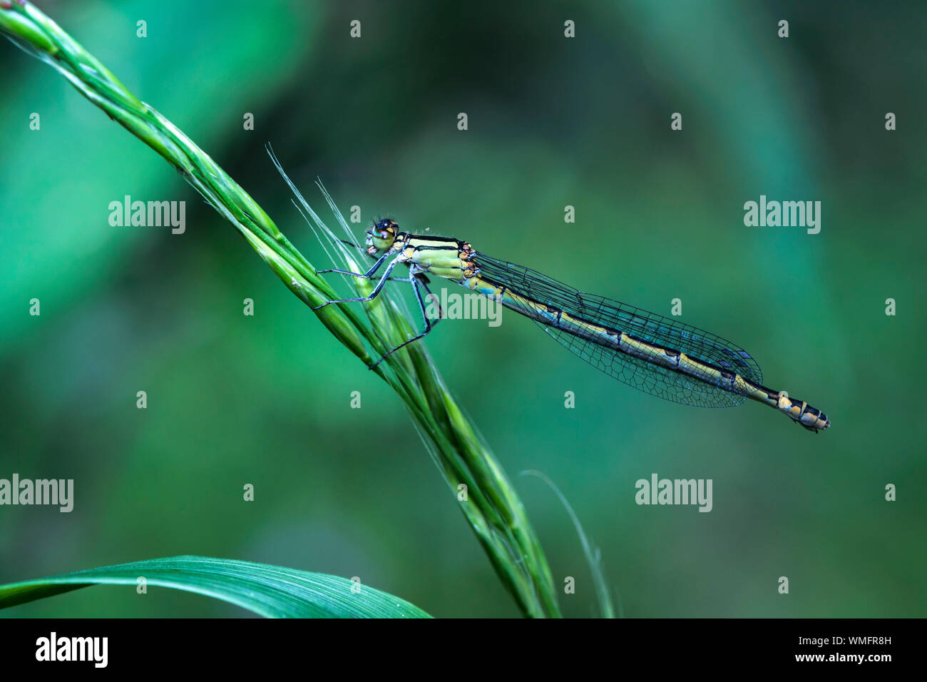 (Enallagma cyathigerum), comune damselfly blu, giovani donne, Meclenburgo-Pomerania Occidentale, Germania Foto Stock