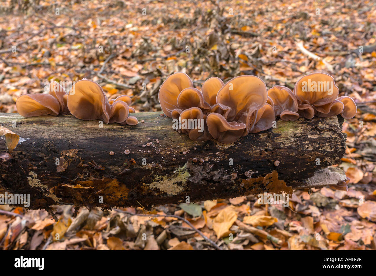 Giudeo l orecchio, (Auricularia padiglione auricolare-judae), Bernstorf, Meclenburgo-Pomerania Occidentale, Germania Foto Stock