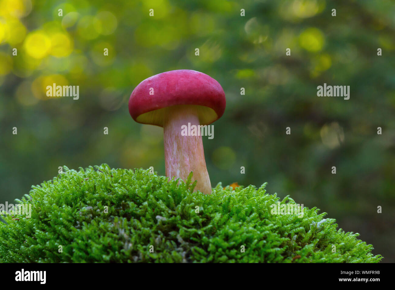 Il granchio brittlegill, (Russula xerampelina), gamberetti funghi, Meclenburgo-Pomerania Occidentale, Germania Foto Stock