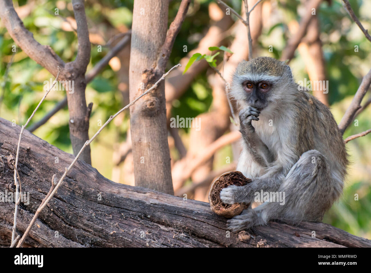 Gruenmeerkatze, Moremi Game Reserve, Okavango Delta, Botswana, Afrika (Cercopithecus aethiops) Foto Stock