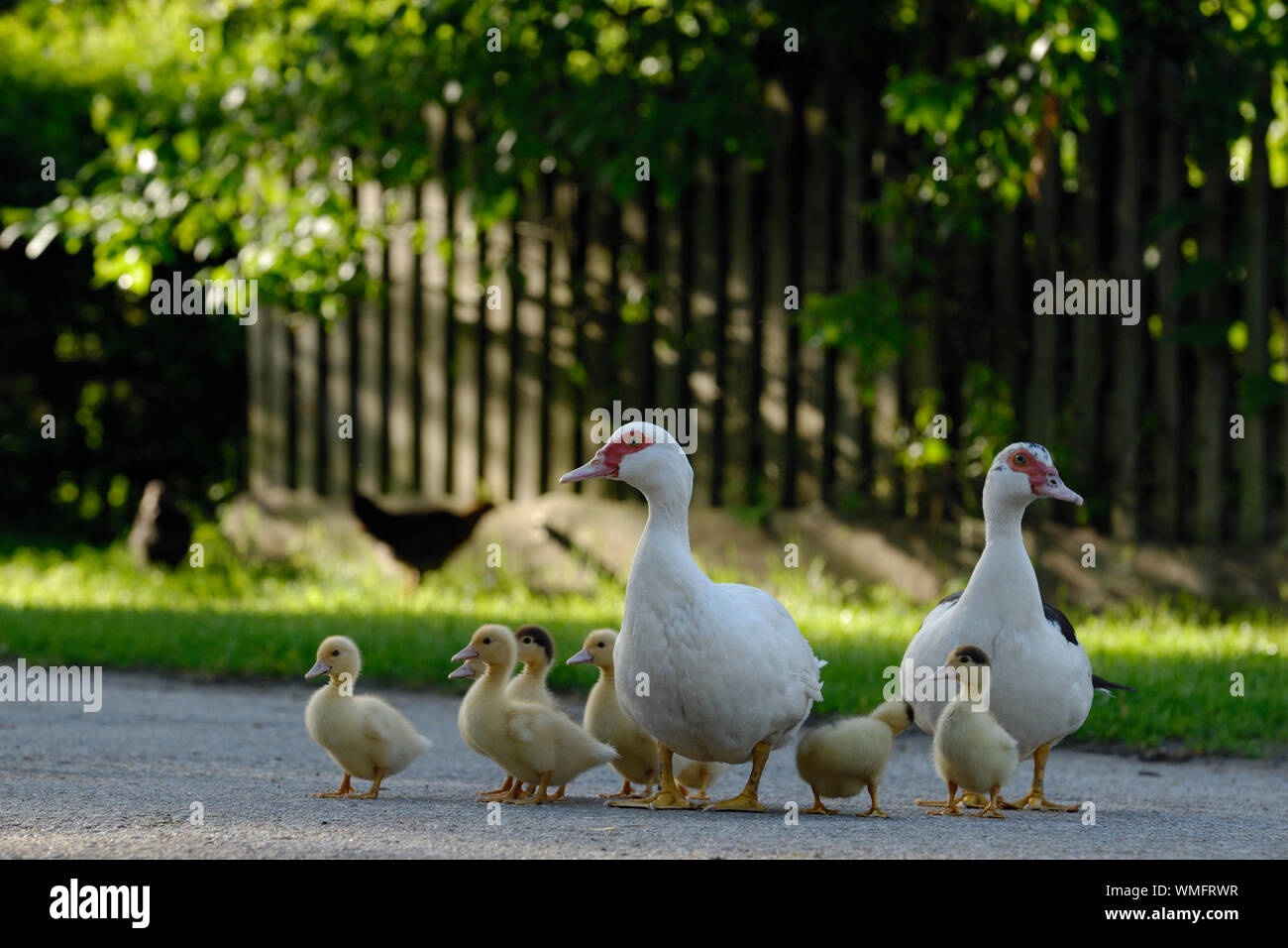 Domestico anatra muta, (Cairina moschata forma domestica) Foto Stock