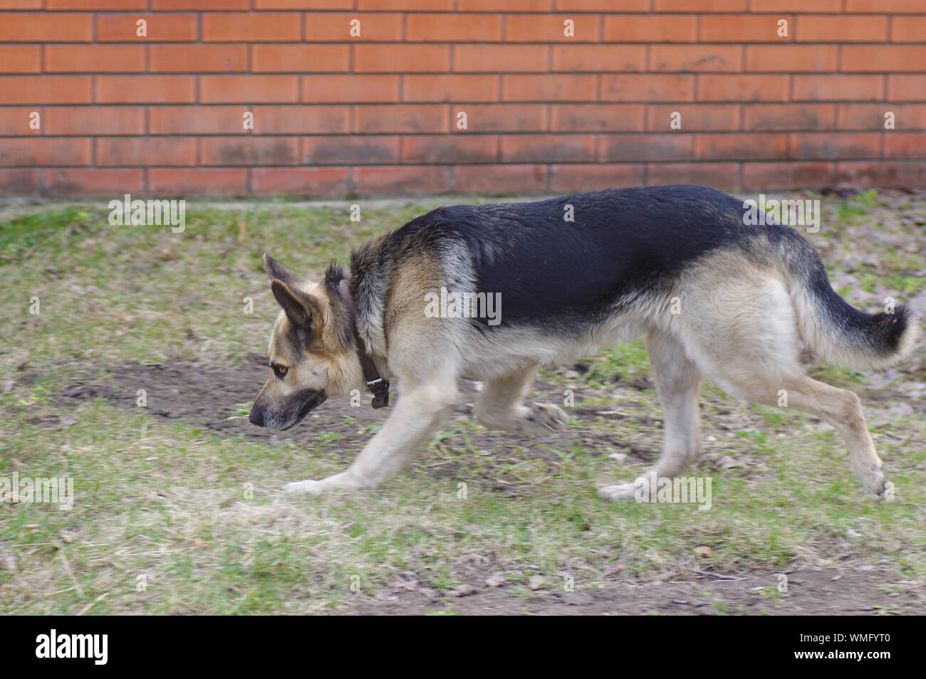 Cane di pecora trovare tracce mentre esegui su Spring Street Foto Stock
