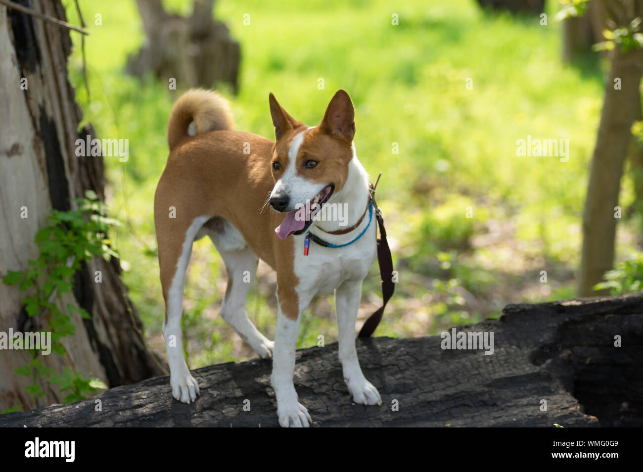 Basenji cane in piedi su un albero bruciato log in stagione primavera Foto Stock