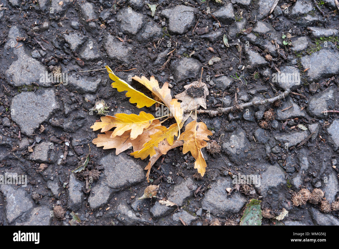 Caduta di foglie di quercia in autunno colori. Foto Stock