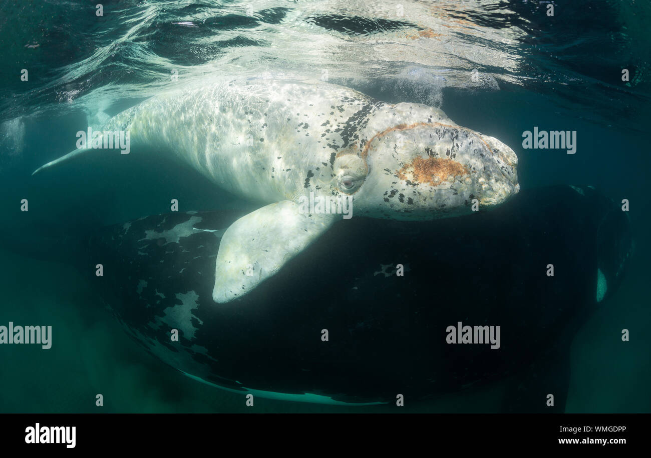 Southern Right whale, Eubalaena australis e il suo prezioso vitello bianco in poco profonde acque protette del Golfo Nuevo, Penisola di Valdes, Argentina. Foto Stock