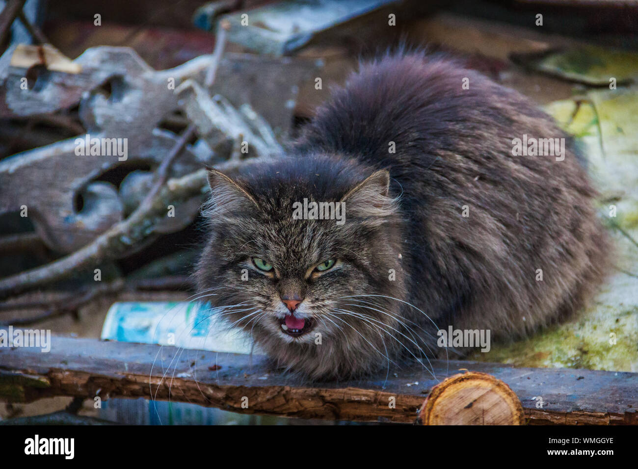 Ritratto di arrabbiato gatto randagio a Junk Yard Foto Stock