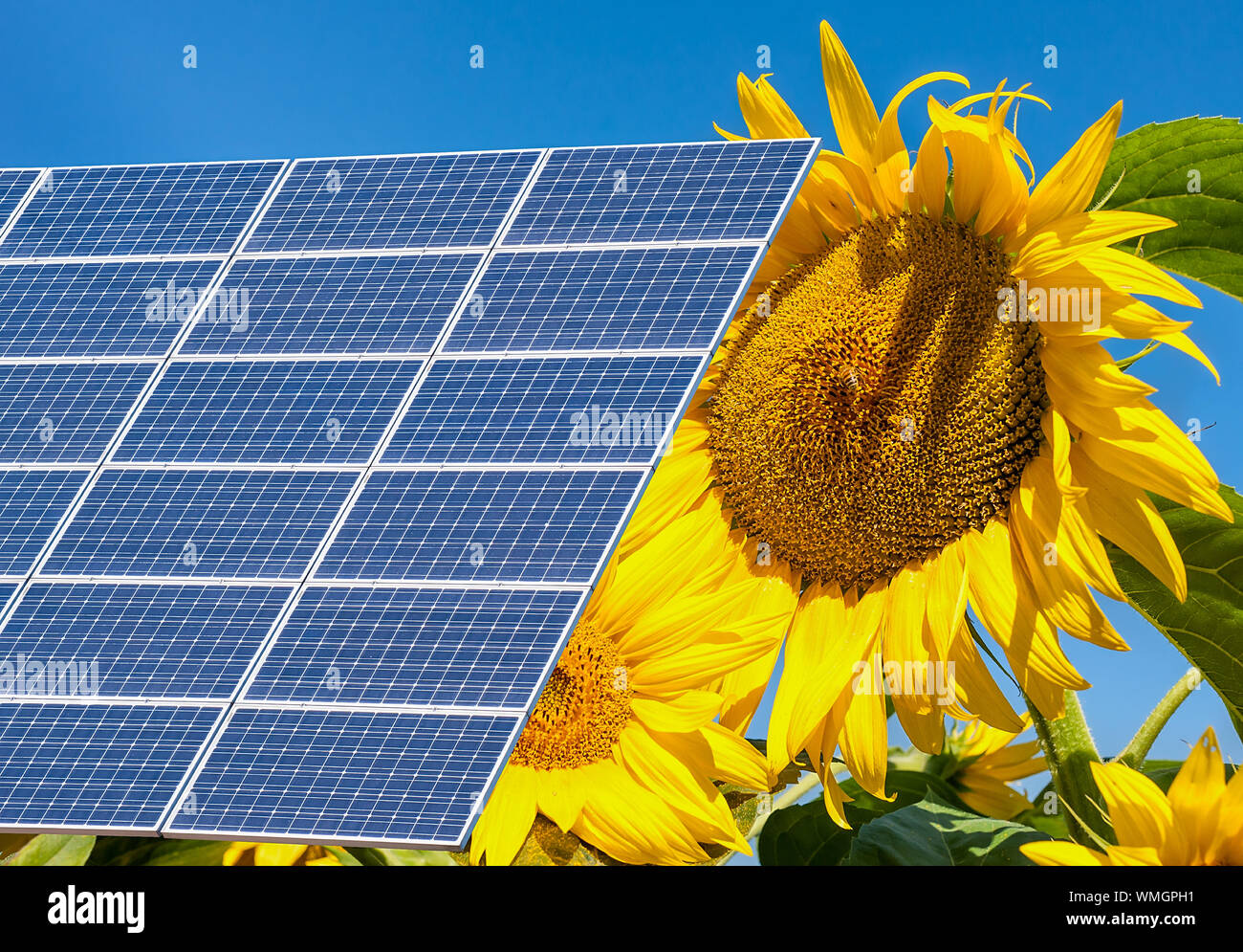 Sunflower With Solar Panel Immagini e Fotos Stock - Alamy