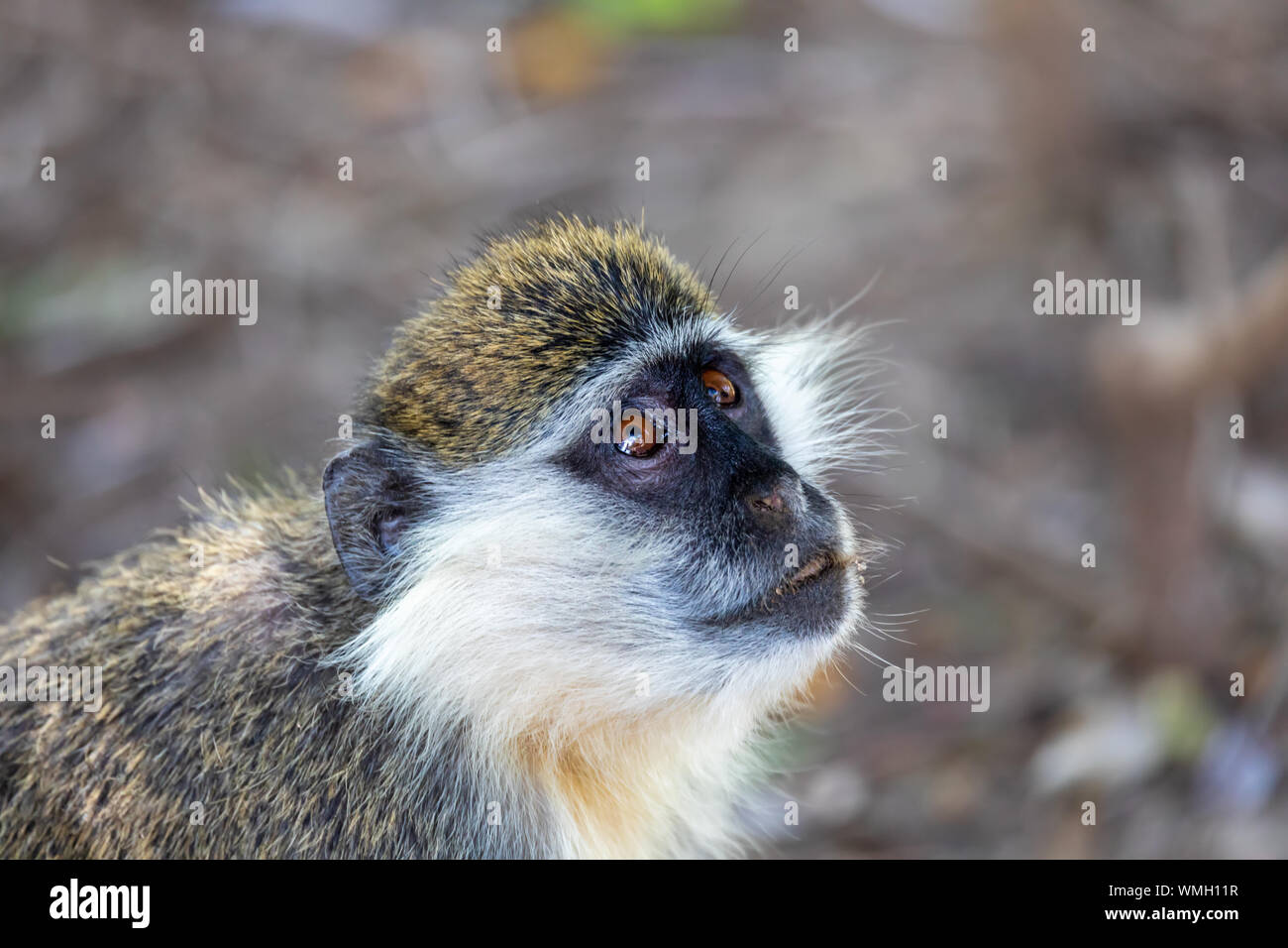 Vervet monkey in affioramento national park, Etiopia wildlife Foto Stock