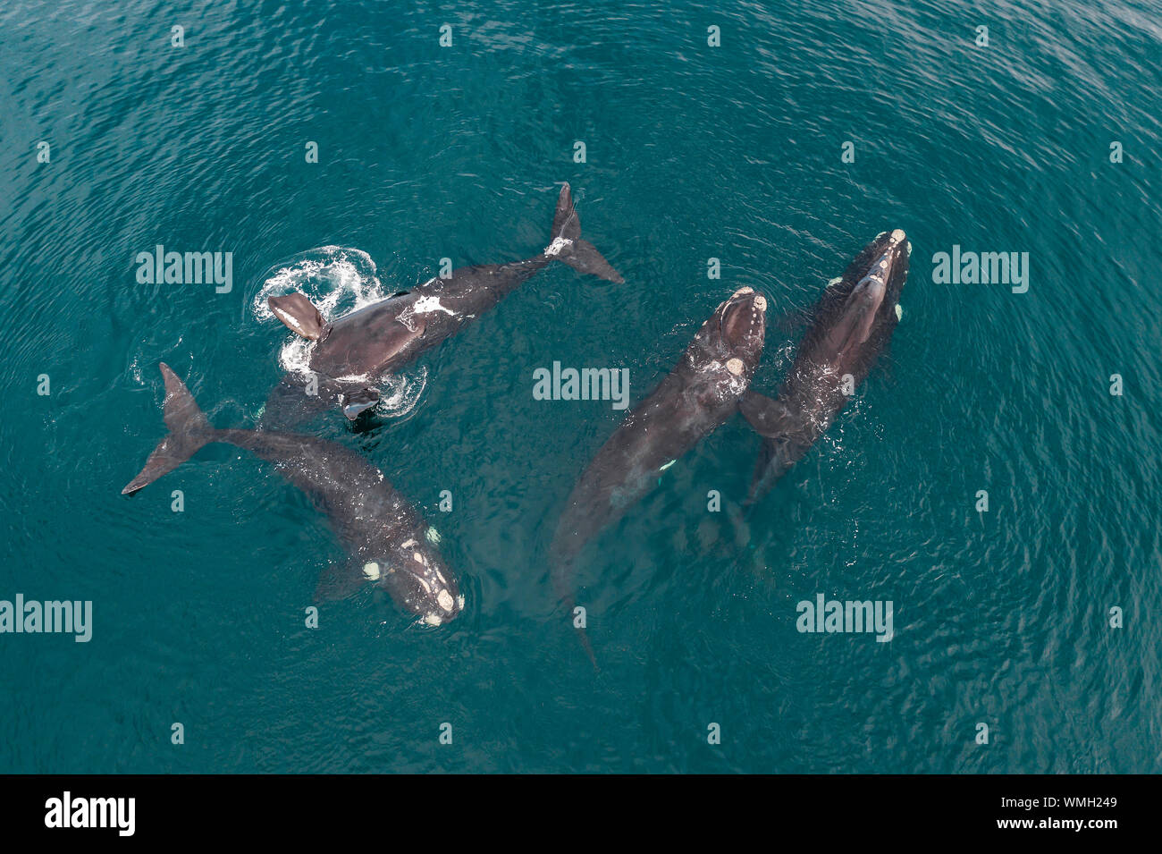 Vista aerea del maschio più balene australi a caccia di una femmina per cercare di accoppiarsi con lei, Golfo Nuevo, Penisola di Valdes, Argentina. Foto Stock