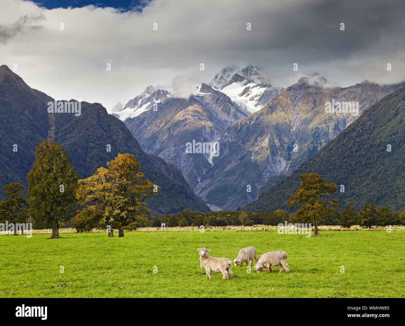Paesaggio con montagne innevate e pecore al pascolo, Fox Glacier view, Alpi del Sud, Nuova Zelanda Foto Stock