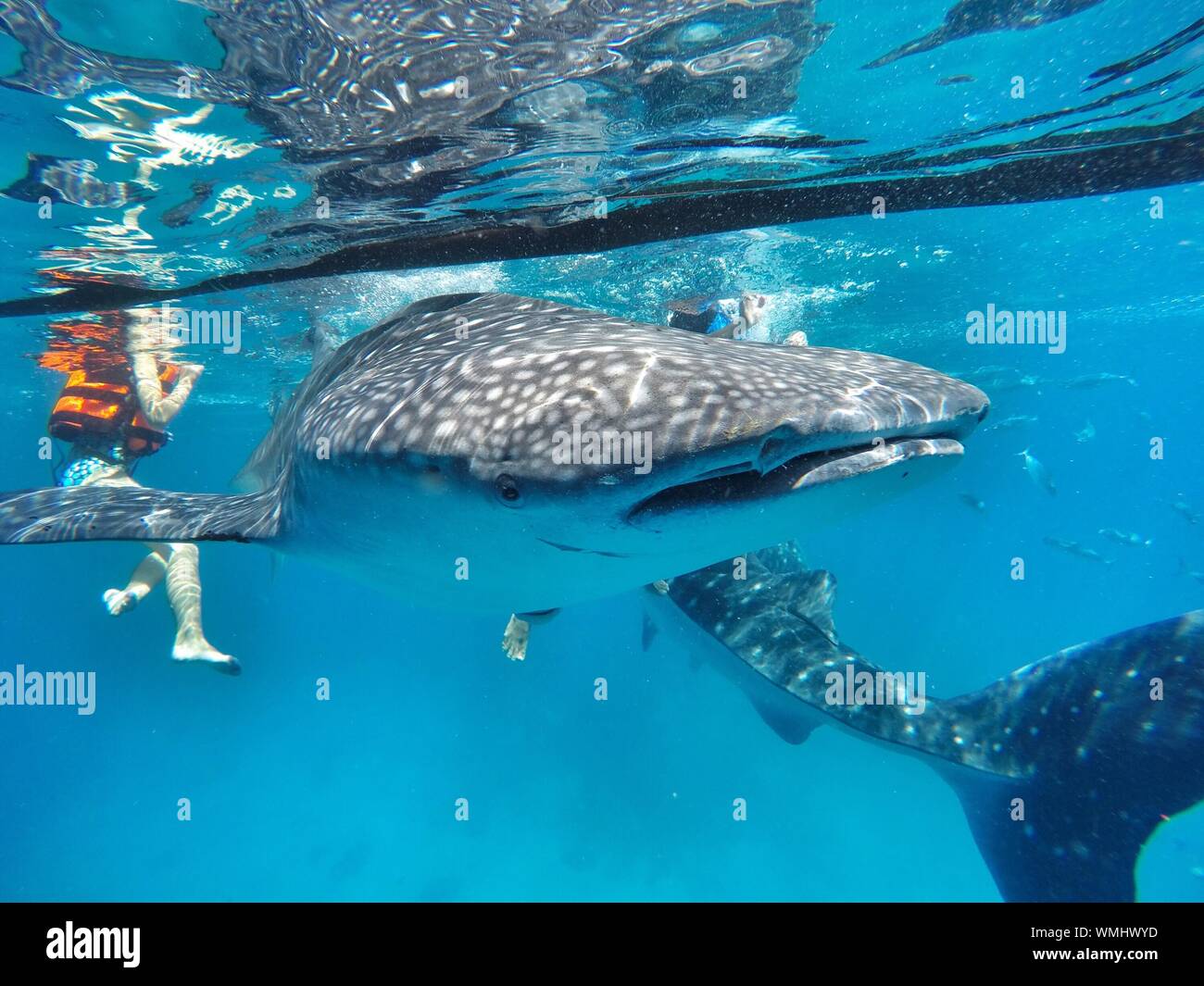 Squalo Balena e Donna sott'acqua in acquario Foto stock - Alamy