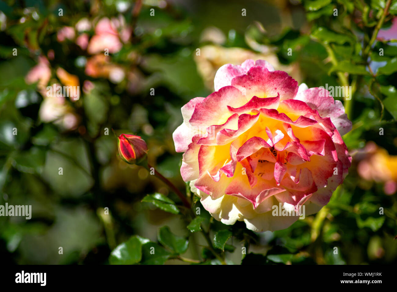 Il red bud Foto Stock