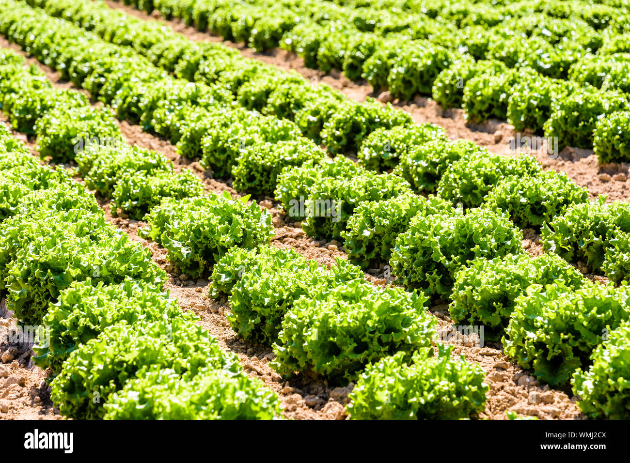 Righe di verde foglia di quercia le lattughe coltivate in campo aperto sotto un sole splendente nei sobborghi di Parigi, Francia. Foto Stock
