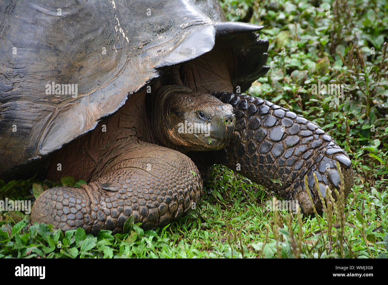 Una vista ravvicinata del Galapagos tartaruga gigante Foto Stock