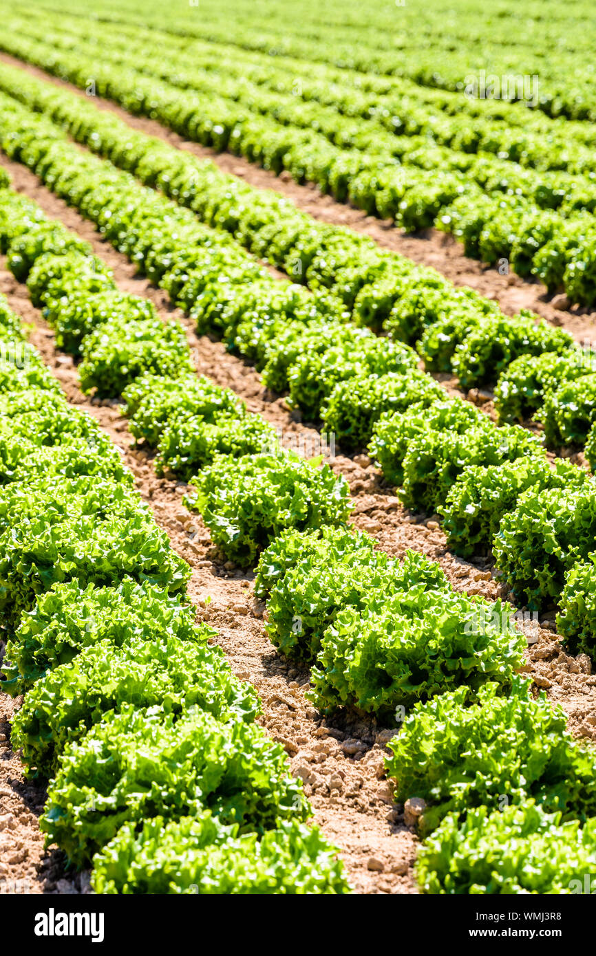 Righe di verde foglia di quercia le lattughe coltivate in campo aperto sotto un sole splendente nei sobborghi di Parigi, Francia. Foto Stock
