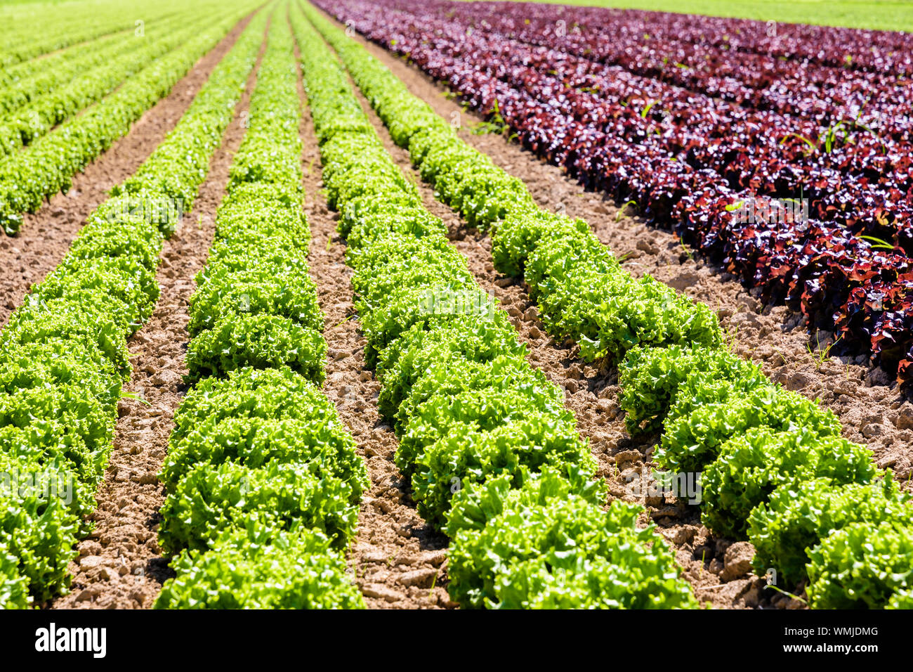 Righe di verde e rosso e foglie di quercia le lattughe coltivate in campo aperto sotto un sole splendente nei sobborghi di Parigi, Francia. Foto Stock