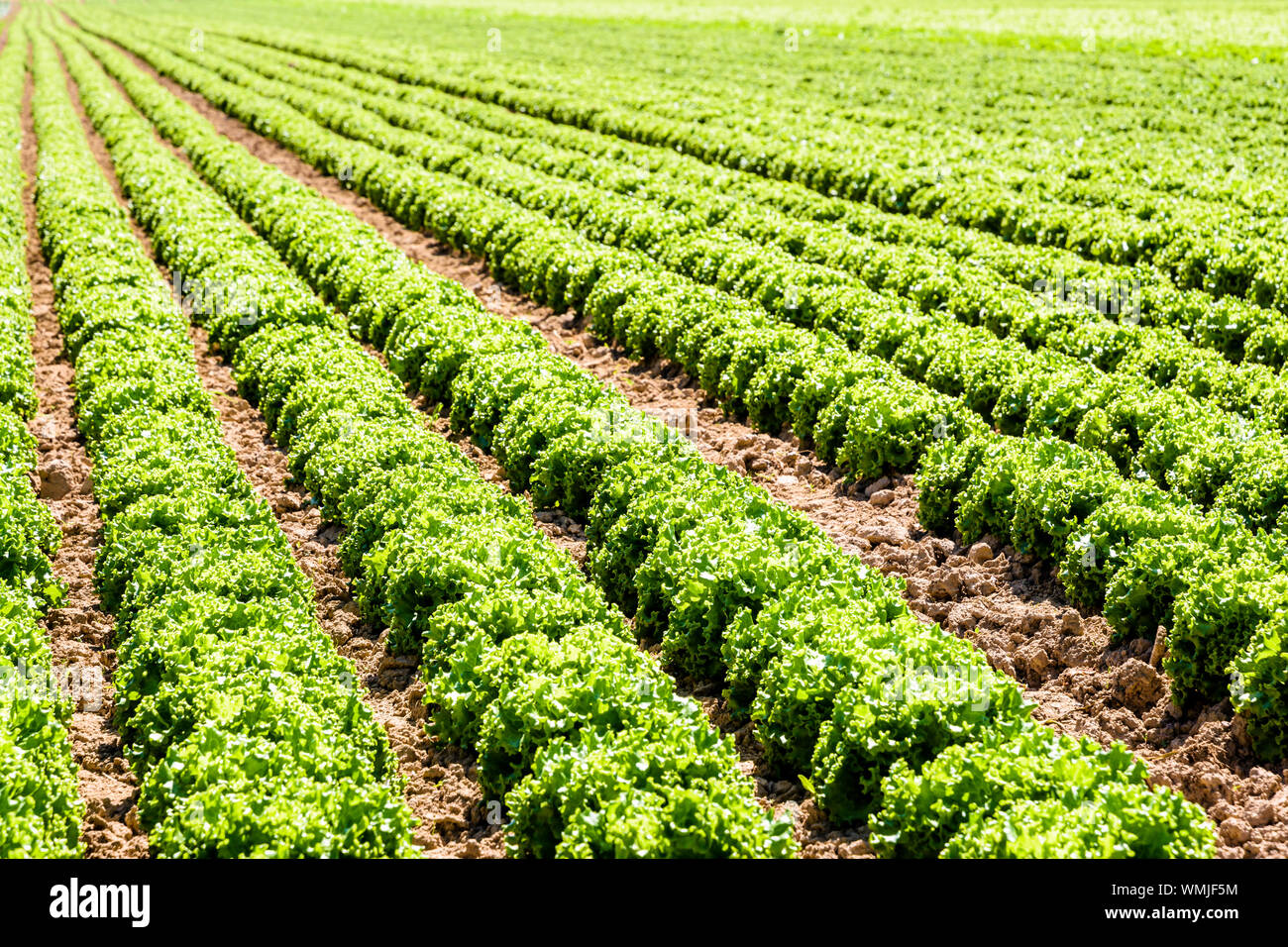 Righe di verde foglia di quercia le lattughe coltivate in campo aperto sotto un sole splendente nei sobborghi di Parigi, Francia. Foto Stock